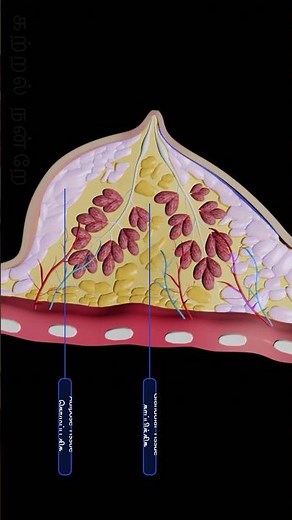 Female Reproductive System - Anatomy | Female Reproductive System - Anatomy | In Tamil #shorts 12