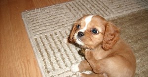 Why You Need a Cavalier King Charles Spaniel