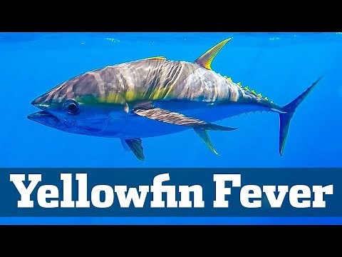 Exciting Yellowfin Tuna Action - Florida Sport Fishing TV - Chunking, Trolling, Sharks