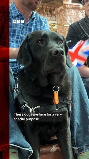 7.6K views · 47 reactions | These dogs help deaf people by alerting them to important sounds like smoke alarms, but a charity is asking for volunteers to help train them  ❤️ | BBC Manchester | Facebook