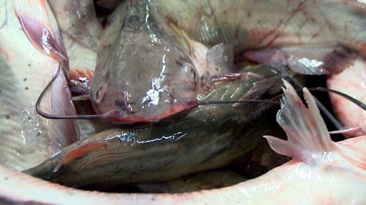 Catfish Inspections a Waste of Your Tax Dollars?