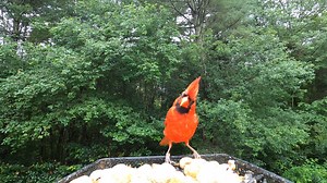 50K views · 2.4K reactions | American Goldfinch, Tufted Titmouse, Blue Jay, Northern Cardinals, Downy Woodpecker, Chipping Sparrow | Critter Cam | Facebook