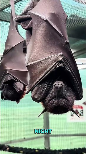 The Genius Vietnamese Bat Farms 🤯