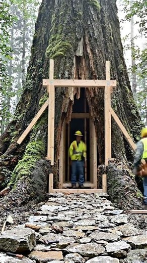 This Abandoned Tree Became a Luxury Cottage 😳
