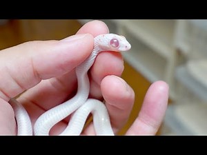目が飛び出る奇形ヘビを飼育して4か月後、若干目が...