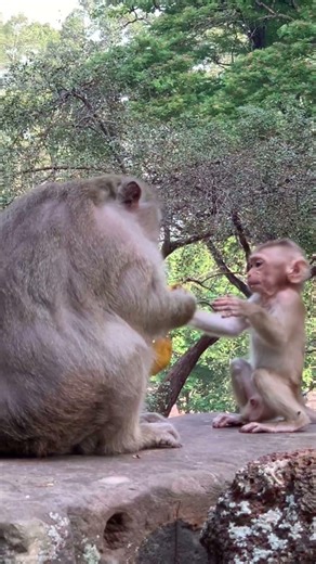 #monkey