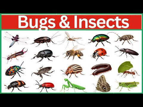 Bugs and Insects Identification Guide: Names, Traits, and Fascinating Facts