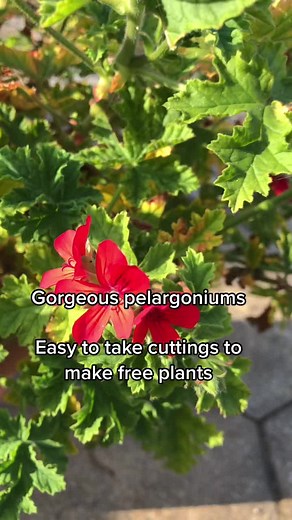 Easy Mediterranean Pelargonium Cuttings for Free Plants