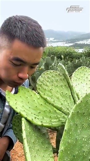 🌵🐞 Cultivating cochineal insects on cactus pads for brilliant red dye #worldcountrysidelifevlog #Cochineal #CactusFarming #NaturalColor DISCLAIMER NO COPYRIGHT INFRINGEMENT INTENDED | World Countryside Life Vlog