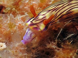 SPONGIVORES – The Sponge Eaters | Nudibranch Domain
