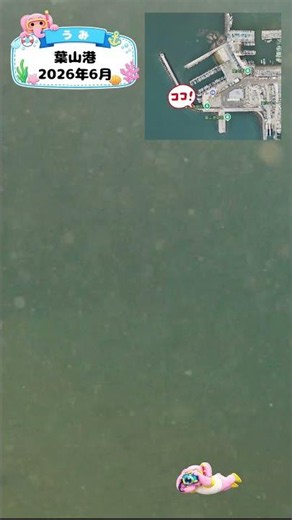 知育動画で楽しく学ぶ【水中映像】今日は魚いるかな？🐟 葉山港の海の中🌊2026年6月
