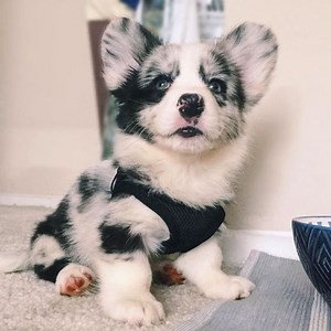 27 Welsh Corgis Mixed With Poodle - The Paws