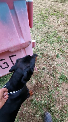  Unleashed Instinct: Search Mode Activated!  This isn't just a walk...