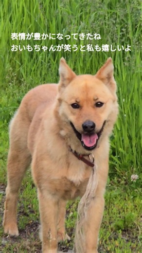 Oimo-chan, the rescued stray dog who played hide-and-seek and came back with a smile 🎵 06/19/2026