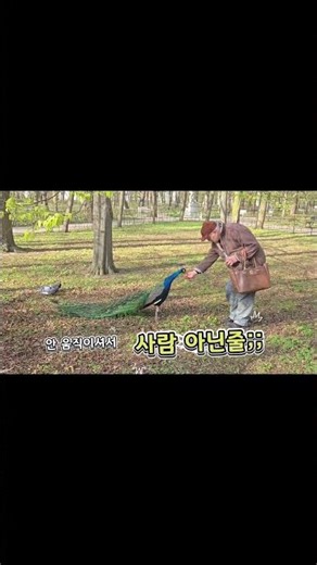 폴란드 바르샤바🇵🇱 와지엔키 공원