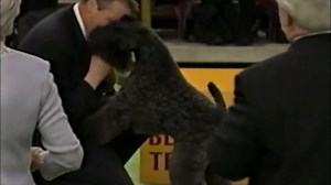 8.9K views · 456 reactions | This St. Patrick's day we celebrate our 2003 Best in Show winner~ Mick the Kerry Blue Terrier!  A stunning Irish breed and legendary show dog who graced the green carpet #WestminsterDogShow | Westminster Kennel Club Dog Show | Facebook