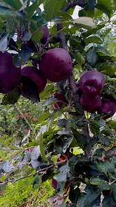 511K views · 10K reactions | Red Delicious apples taste best when harvested with the right Brix and firmness… | Inderprastha Orchards | Facebook