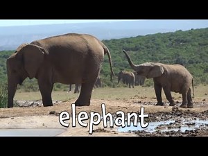 Wild Baby Animals for Kids