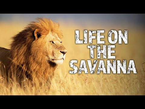 Wild Wonders of the Savanna | Full HD Documentary