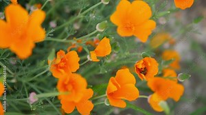 flying bee in golden poppy garden footage, california poppy, eschscholzia californica flower and foliage closeup horizontal