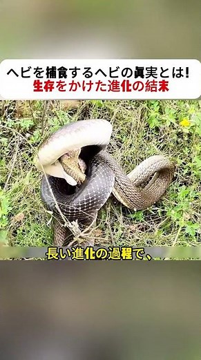 ヘビを捕食するヘビの真実とは！ 生存をかけた進化の結末 #自然界の戦い #ヘビの生態 #野生動物ドキュメンタリー #進化の神秘 #捕食の瞬間