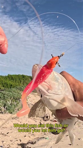 Atlantic Threadfin is a first for me #fishing #fish #fishinglife #fishingvideo #fishingtrip #pesca