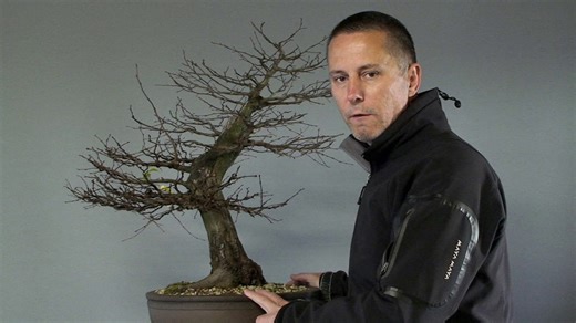 Carpinus orientalis: The Hardy Oriental Hornbeam Bonsai Guide