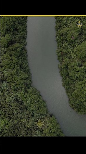 🐍 5 Amazing Facts About the Amazon Rainforest