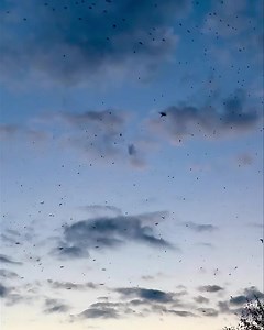 5.2K views · 183 reactions | The swallows are gathering  #migration | Forest and Beach | Facebook