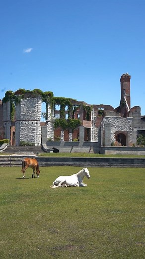 24K views · 454 reactions | Cumberland Island National Seashore is...