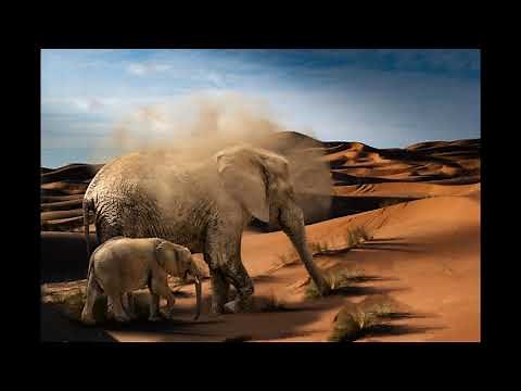 Musique Africaine relaxante et douce