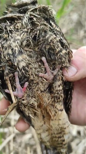I found a bird that had just died in the forest.