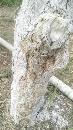 How to Identify Canker or Stem Borer Infestation in Tree Trunks