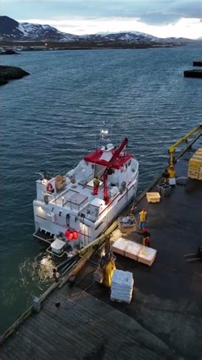 Want a MASSIVE Fishing Catch like 50/50 COD and HADDOCK? Watch This