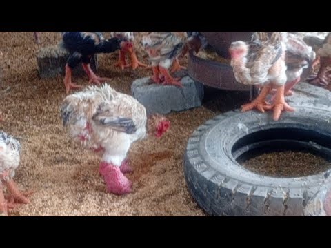 chickens frolicking about foraging for food@