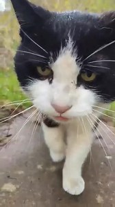 Male cat found in a garden in kingsteignton looking distressed/unwell. Hector's House are on the way to collect him, so please contact them if you recognise him. | Spotted Newton Abbot