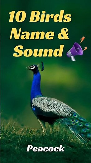 10 Birds Name and Sound for Kids | Learn Bird Names in English with Sounds | Baby Learning