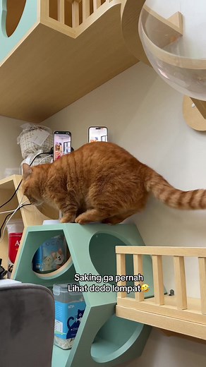Dodo Kucing Lucu Lompat – Momen Menggemaskan