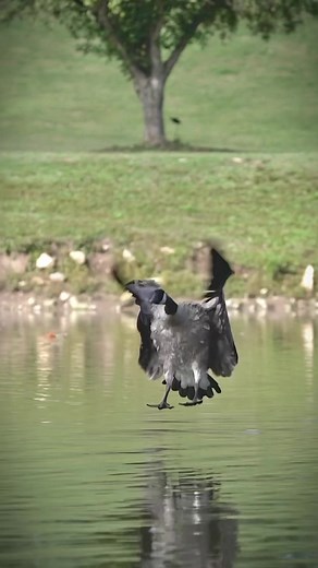 Get ready guys 😁#waterfowl #duckhunting #goosehunting #photography #waterfowlphotography #patternmaster #waterfowlhunting