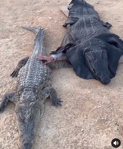 amazing | David Benoit