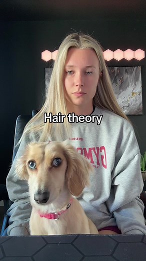 Delightful Dachshund Moments: Unveiling the Joy of Wiener Dogs