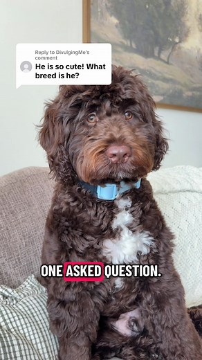 Portuguese Water Dog Breed Facts | Hypoallergenic PWD