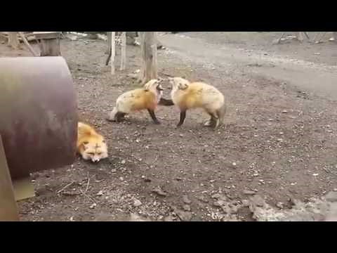 Two foxes screaming at each other