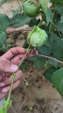Cotton Reproductive growth stages | Square Formation | Candle Stage | Flowering | Ball Formation
