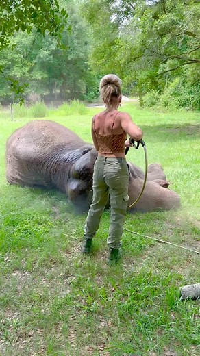 Bath time with some moisturizer! #elephant #elephantoasis #elephantgirl #interspeciesfamily #multispeciesherd #animalwelfare #savethespecies #freecontact #caregiver