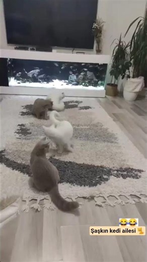Şaşkın Kedi Ailesi 🐈#kedi #cat #oyuncukedi #ytdayibenionecikarnolur #öneçıkar #keşfet #tyshorts