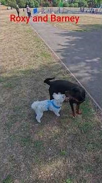 Rottie Roxy, made a new friend, Barney