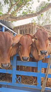 1.5K views · 57 reactions | Delivery Done❤️ | Shahinur Agro Farm | Facebook