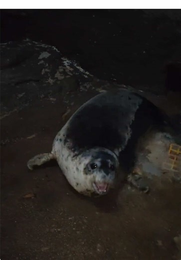 Adorable Baby Seal: Cute and Playful Moments