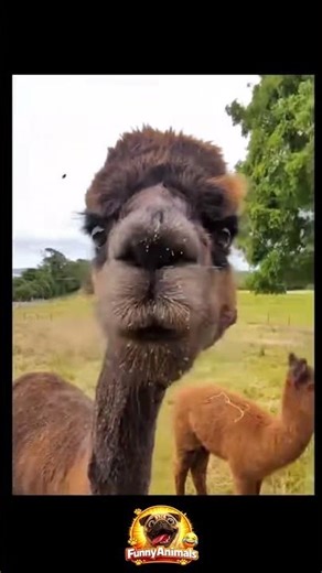 Alpaca Had Zero Patience Today #shorts #alpaca #funnyanimals #animalreaction #farmanimals